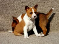 Basenji Puppies for sale in Columbus, OH, USA. price: NA