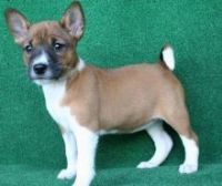 Basenji Puppies for sale in San Francisco, CA, USA. price: NA