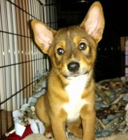 Basenji Puppies for sale in Lake Mary, FL 32746, USA. price: NA