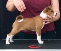 Basenji Puppies for sale in Omar Ave, Carteret, NJ 07008, USA. price: NA