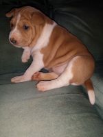 Basenji Puppies for sale in Los Angeles, CA, USA. price: NA