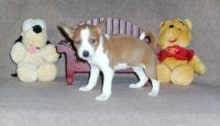Basenji Puppies for sale in San Francisco, CA 94133, USA. price: NA