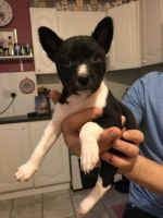 Basenji Puppies for sale in Pennsylvania Ave, Gibsonton, FL 33534, USA. price: NA