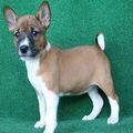 Basenji Puppies for sale in Jersey City, NJ, USA. price: NA