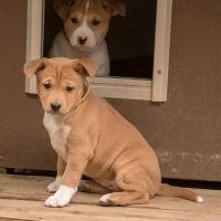 Basenji Puppies Photos