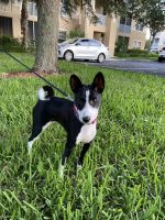 Basenji Puppies for sale in Fort Myers, FL, USA. price: NA