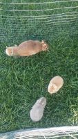 Basset Artesien Normand Puppies for sale in Eastvale, CA, USA. price: $40