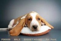 Basset Fauve de Bretagne Puppies for sale in San Diego, CA, USA. price: NA