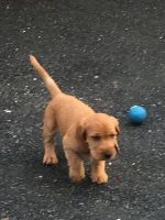 Basset Fauve de Bretagne Puppies for sale in Indianapolis, IN, USA. price: NA