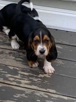 Basset Hound Puppies for sale in Clarksville, TN 37042, USA. price: NA