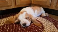 Basset Hound Puppies for sale in 11109 Queens Blvd, Forest Hills, NY 11375, USA. price: NA