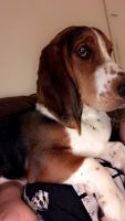 Basset Hound Puppies for sale in Fairborn, OH 45324, USA. price: NA