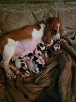 Basset Hound Puppies for sale in Callaway, VA 24067, USA. price: NA