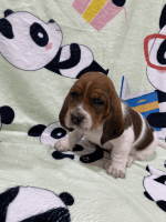 Basset Hound Puppies for sale in Green Bay, WI, USA. price: NA