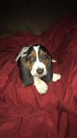 Basset Hound Puppies for sale in Douglas, GA, USA. price: NA