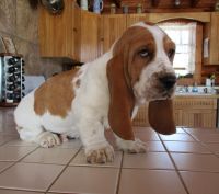 Basset Hound Puppies for sale in Albuquerque, NM 87123, USA. price: NA