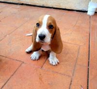 Basset Hound Puppies for sale in Escondido, CA, USA. price: NA