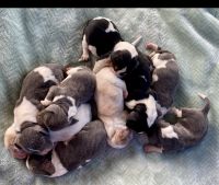 Basset Hound Puppies for sale in Liberty, KY 42539, USA. price: NA