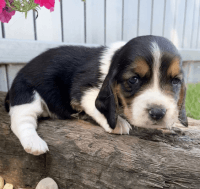 Basset Hound Puppies for sale in Miami, FL 33131, USA. price: NA