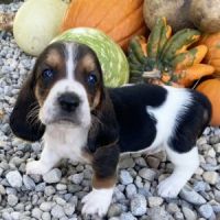 Basset Hound Puppies for sale in New York, NY, USA. price: NA