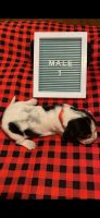 Basset Hound Puppies for sale in Summerville, GA 30747, USA. price: NA
