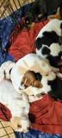 Basset Hound Puppies for sale in Dayton, OH, USA. price: NA