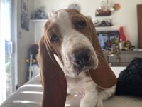 Basset Hound Puppies for sale in Santa Rosa, CA, USA. price: NA