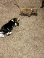 Basset Hound Puppies for sale in Gilmer, TX, USA. price: NA