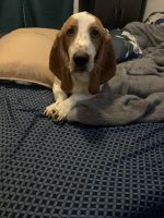Basset Hound Puppies for sale in Unionville, VA 22567, USA. price: NA
