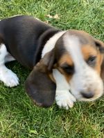 Basset Hound Puppies for sale in Pasco, WA 99301, USA. price: NA