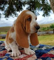 Basset Hound Puppies for sale in Oklahoma City, OK, USA. price: NA