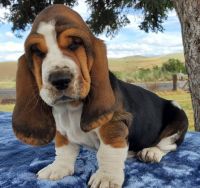 Basset Hound Puppies for sale in Rockdale, TX 76567, USA. price: NA