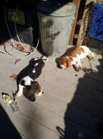 Basset Hound Puppies for sale in Wadesboro, NC, USA. price: NA
