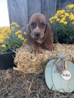 Basset Hound Puppies for sale in Worth County, MO, USA. price: NA