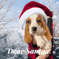 Basset Hound Puppies for sale in Felicity, OH, USA. price: NA