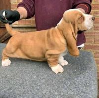 Basset Hound Puppies for sale in San Francisco, CA, USA. price: NA