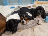 Basset Hound Puppies for sale in Nicholasville, KY 40356, USA. price: NA