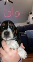 Basset Hound Puppies for sale in Mountain View, MO 65548, USA. price: NA