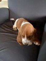 Basset Hound Puppies for sale in NC-49, Charlotte, NC, USA. price: NA