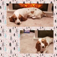 Basset Hound Puppies for sale in Milaca, MN 56353, USA. price: NA