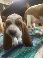 Basset Hound Puppies for sale in Fort Wayne, IN, USA. price: NA