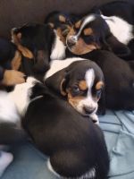 Basset Hound Puppies for sale in Woodbridge, CA 95258, USA. price: NA