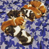 Basset Hound Puppies for sale in 203 US-1, Norlina, NC 27563, USA. price: NA