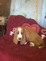 Basset Hound Puppies for sale in Lebanon, MO 65536, USA. price: NA