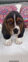 Basset Hound Puppies for sale in Garland, TX, USA. price: NA