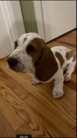 Basset Hound Puppies for sale in Glasgow, KY 42141, USA. price: NA