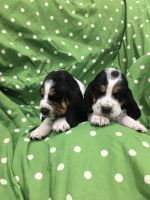 Basset Hound Puppies Photos