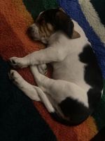Basset Hound Puppies for sale in San Jose, CA, USA. price: NA