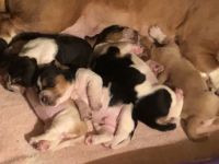 Basset Hound Puppies for sale in Tulsa, OK, USA. price: NA