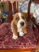 Basset Hound Puppies for sale in Queensbury, NY, USA. price: NA